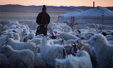 Pulovere de cașmir mongol: de la capră la îmbrăcăminte