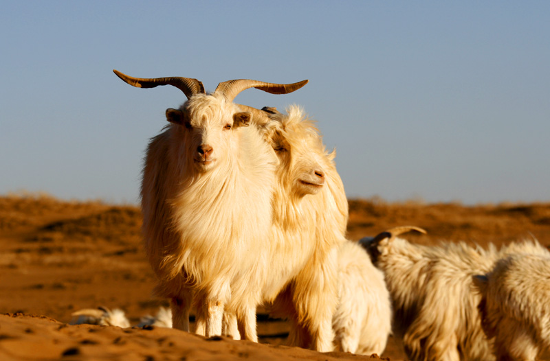 Why choose Inner Mongolia cashmere