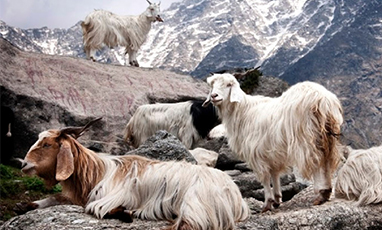 أيهما أغلى الكشمير أم الباشمينا؟